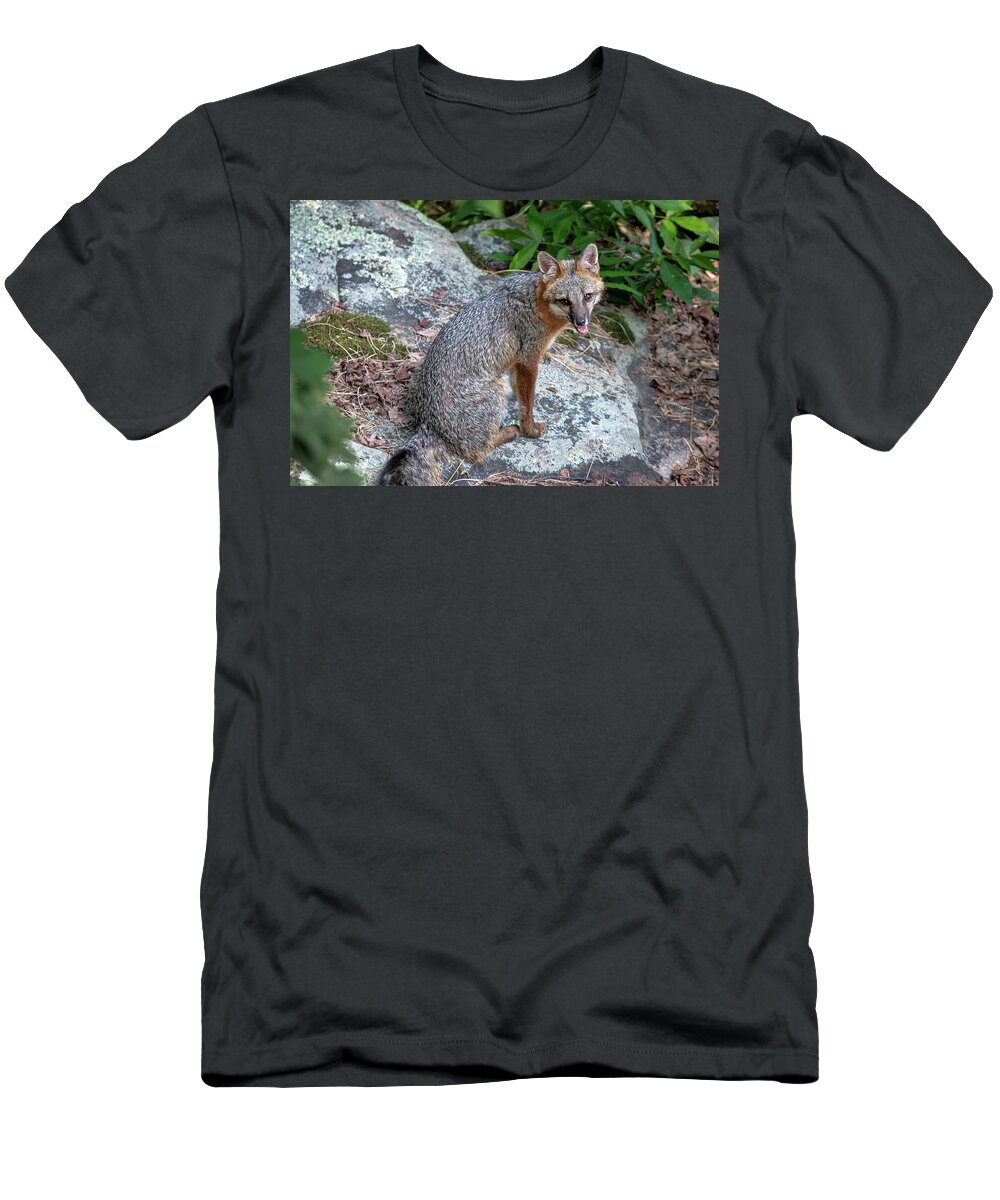 Fox T-Shirt featuring the photograph Ms Pin by Norman Peay