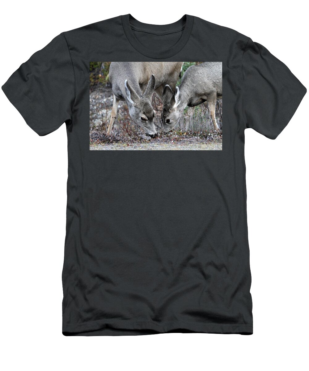 Mule T-Shirt featuring the photograph Mule deers in Jasper National Park by Pierre Leclerc Photography