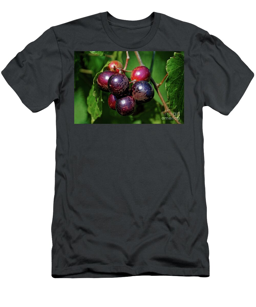 Muscadine Grapes T-Shirt featuring the photograph Muscadine by Paul Mashburn