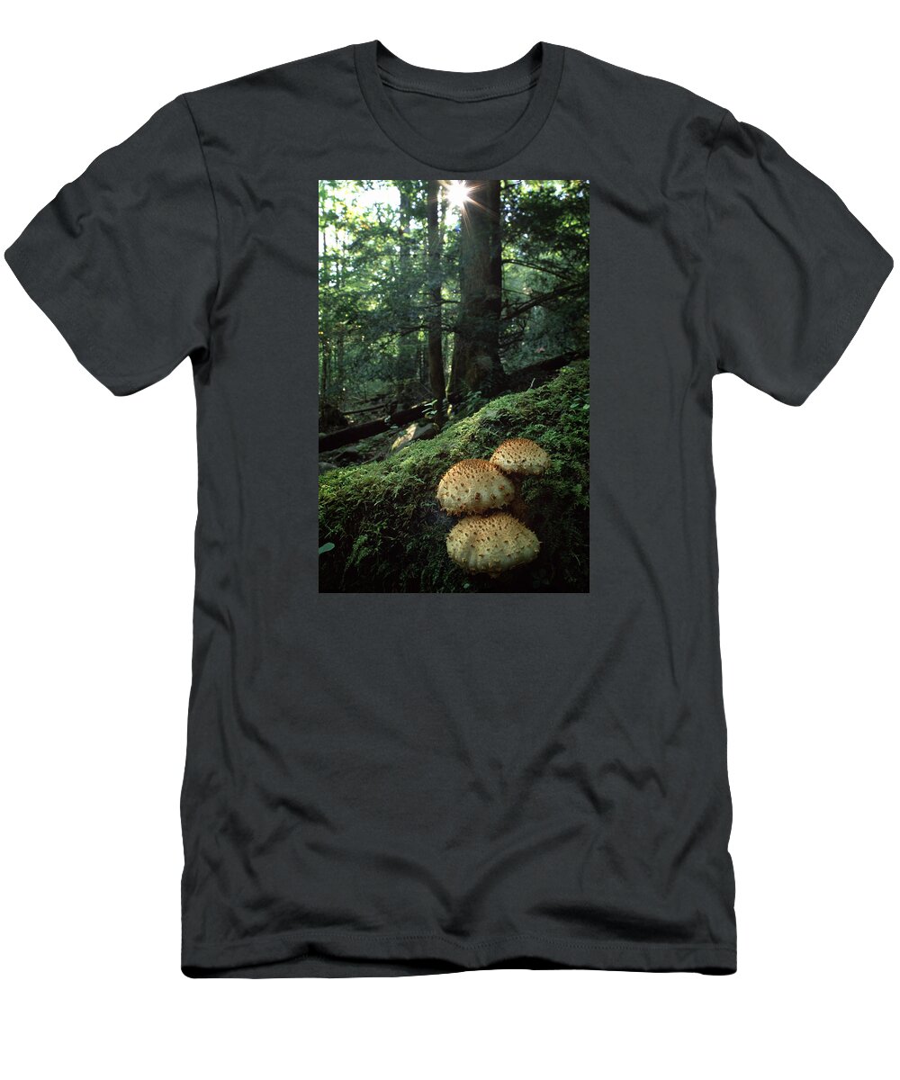 Growing T-Shirt featuring the photograph Mushrooms Scaly pholiota by Harold Stinnette