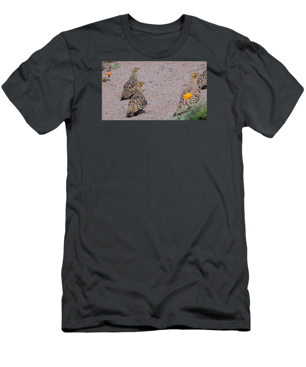 Bird T-Shirt featuring the photograph Namaqua Sandgrouse by Claudio Maioli