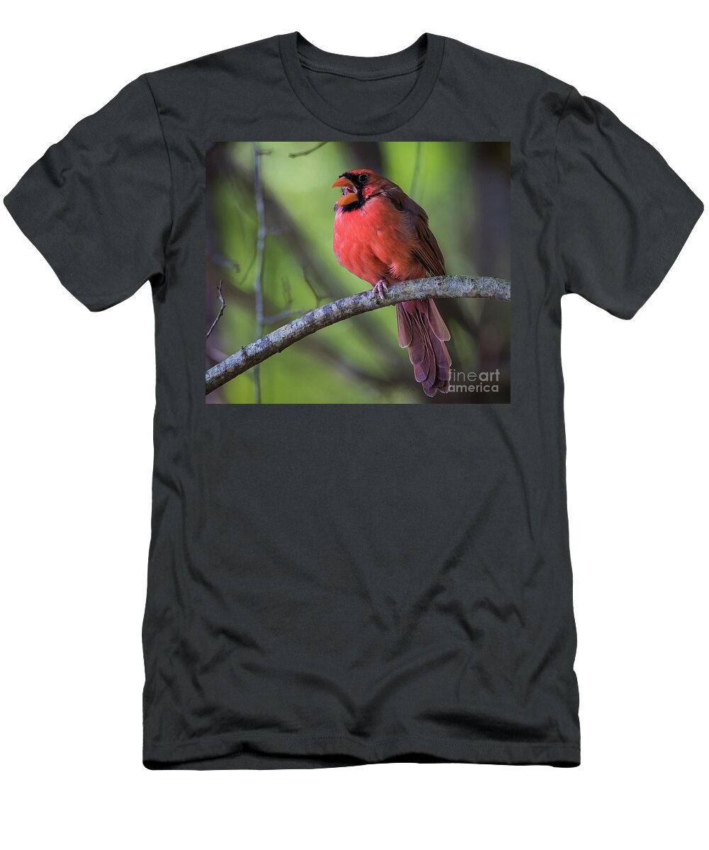 Nature T-Shirt featuring the photograph Northern Cardinal - Male by DB Hayes