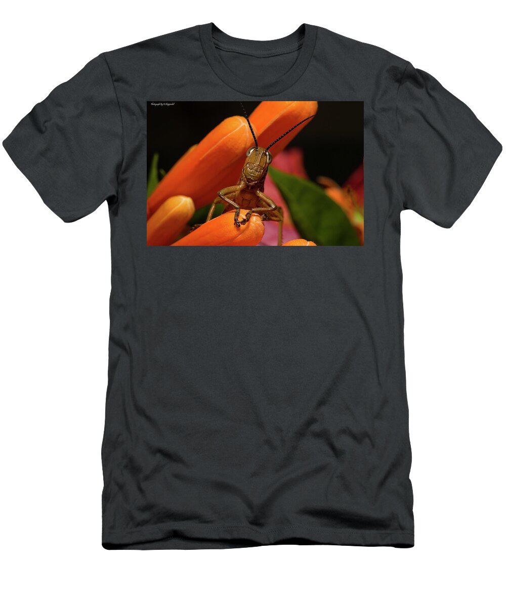 Grasshoppers T-Shirt featuring the photograph Now Lets Pray 666. by Kevin Chippindall
