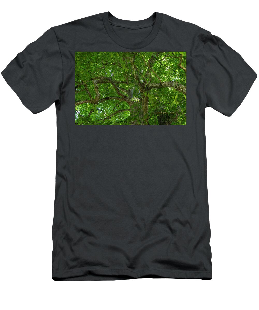 Linden Tree T-Shirt featuring the photograph Old linden tree. by Ulrich Burkhalter