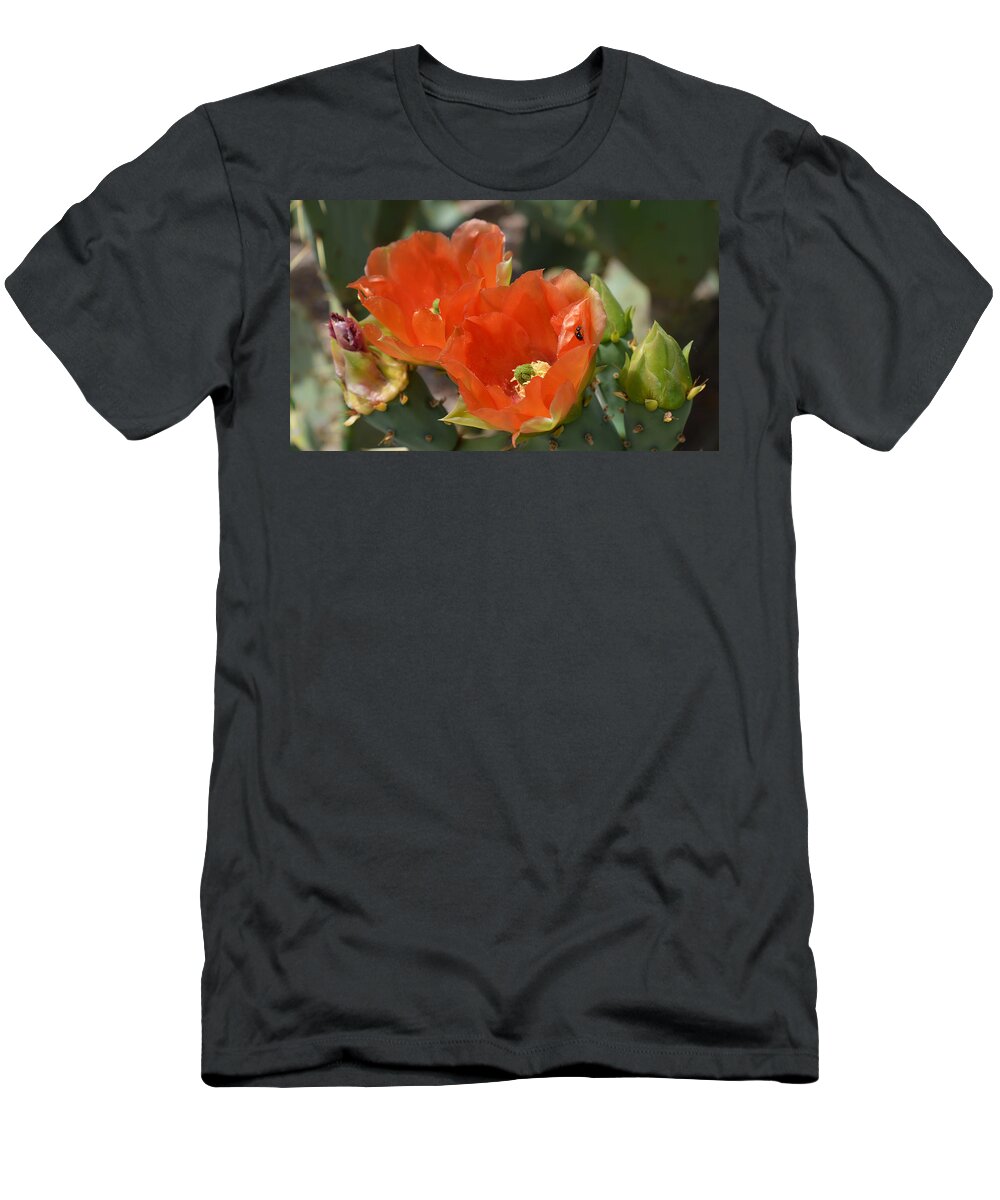 Cactus T-Shirt featuring the photograph Orange Prickly Pear Blossoms by Aimee L Maher ALM GALLERY