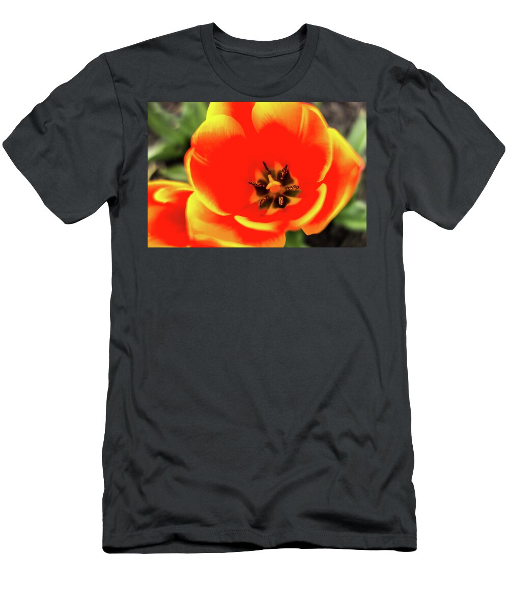 Tulip T-Shirt featuring the photograph Orange Tulip Flowers In Spring Garden by Alex Grichenko