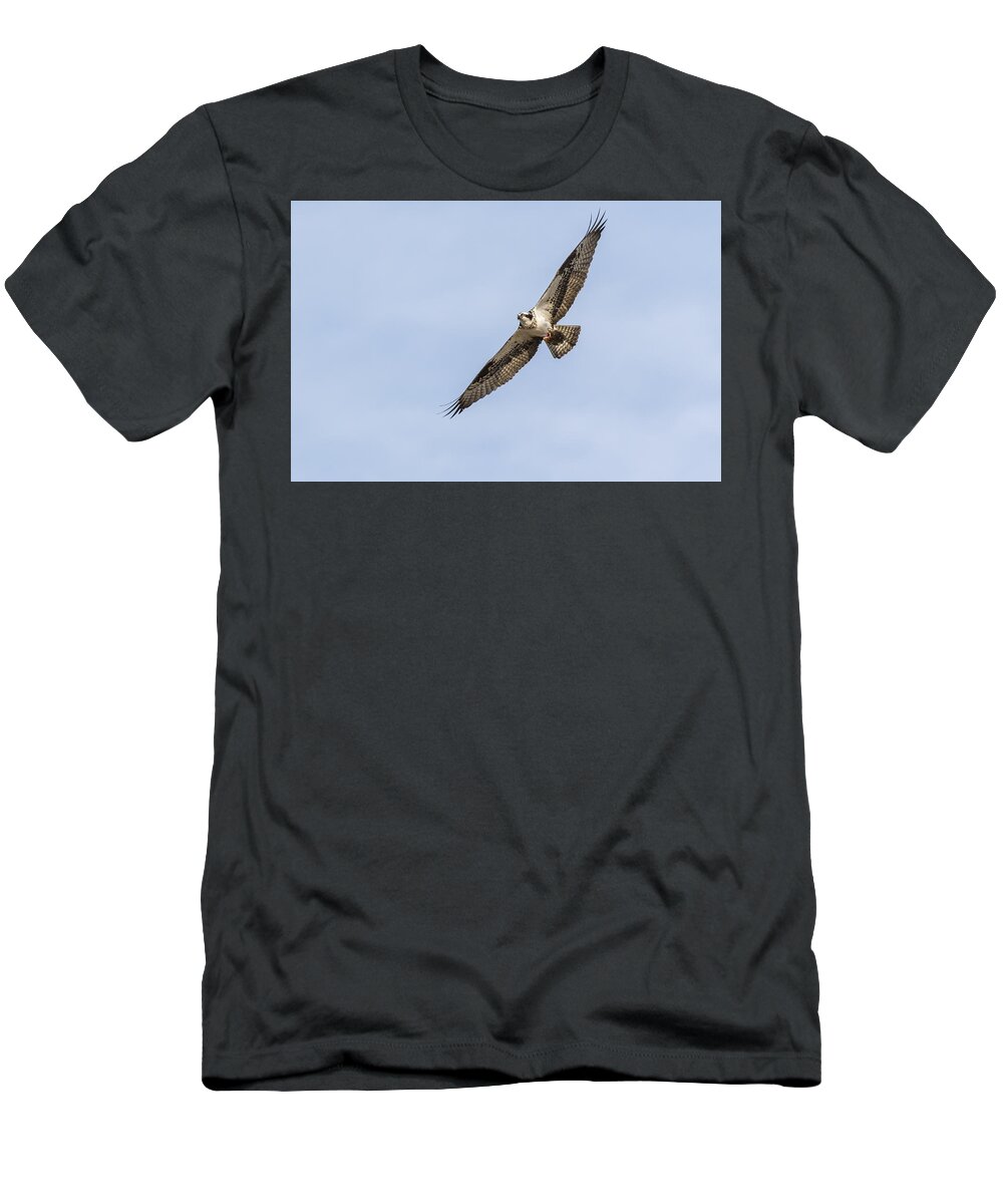 Osprey T-Shirt featuring the photograph Osprey 2016-1 by Thomas Young