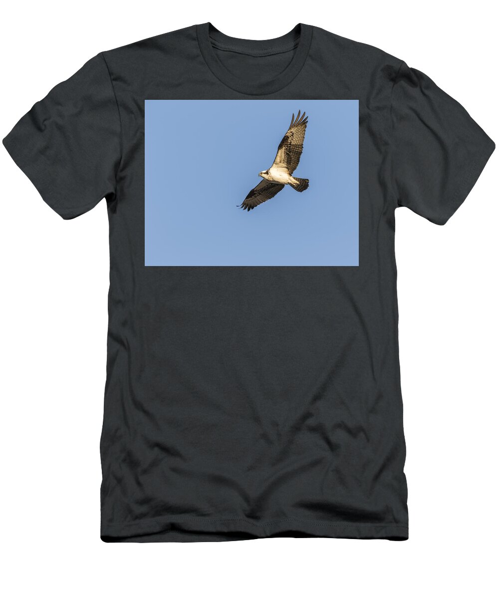Osprey T-Shirt featuring the photograph Osprey 2016-2 by Thomas Young