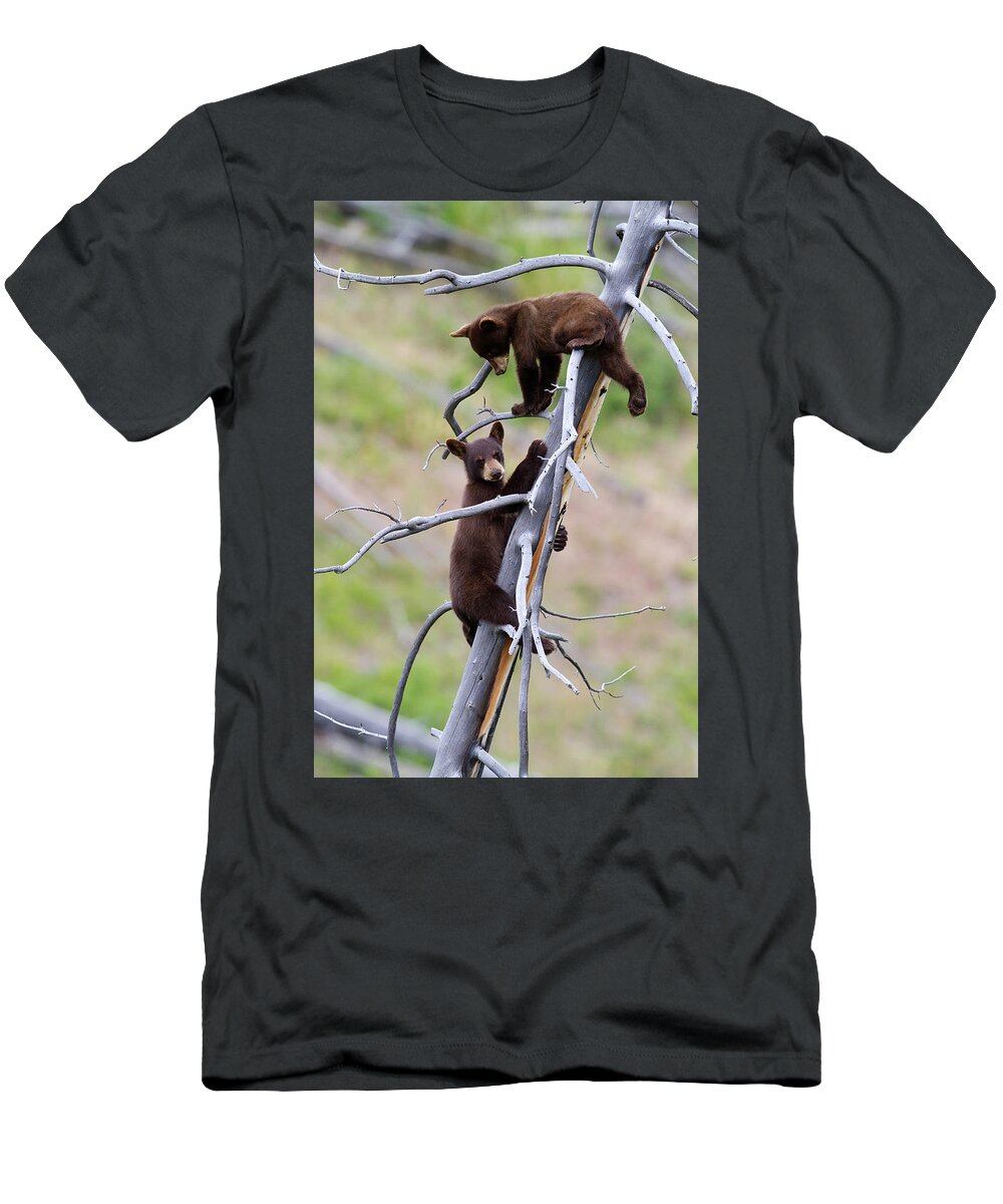 Bear T-Shirt featuring the photograph Pair of Bear Cubs in a Tree by Mark Miller