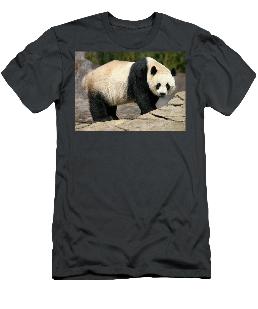 Giant Panda T-Shirt featuring the photograph Panda Glances by Art Cole