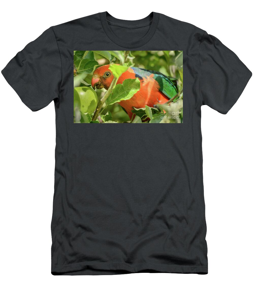 Bird T-Shirt featuring the photograph Parrot in Apple Tree by Werner Padarin