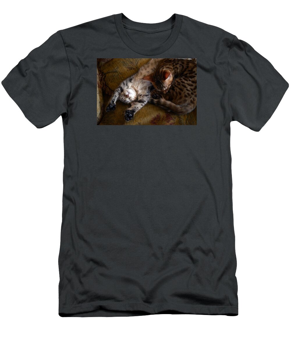 Kittens T-Shirt featuring the photograph Paws Up by Craig Incardone