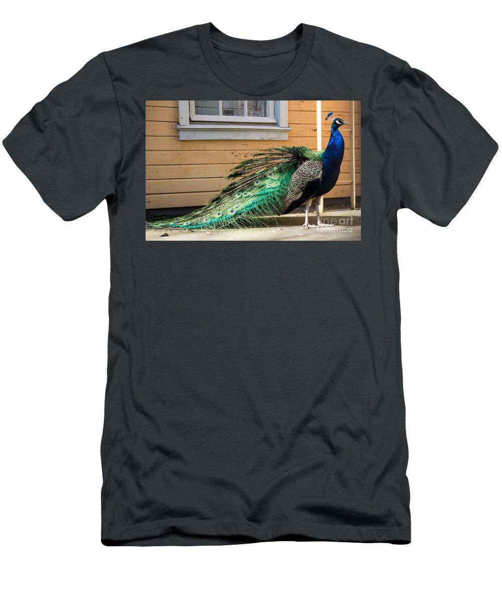 Peacock T-Shirt featuring the photograph Peacock by Suzanne Luft