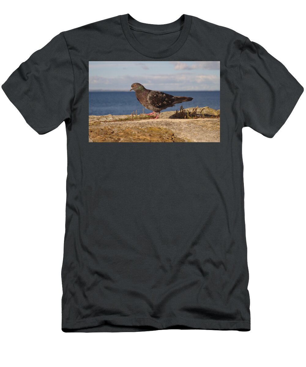 Pigeon T-Shirt featuring the photograph Pigeon On Pier Wall by Adrian Wale