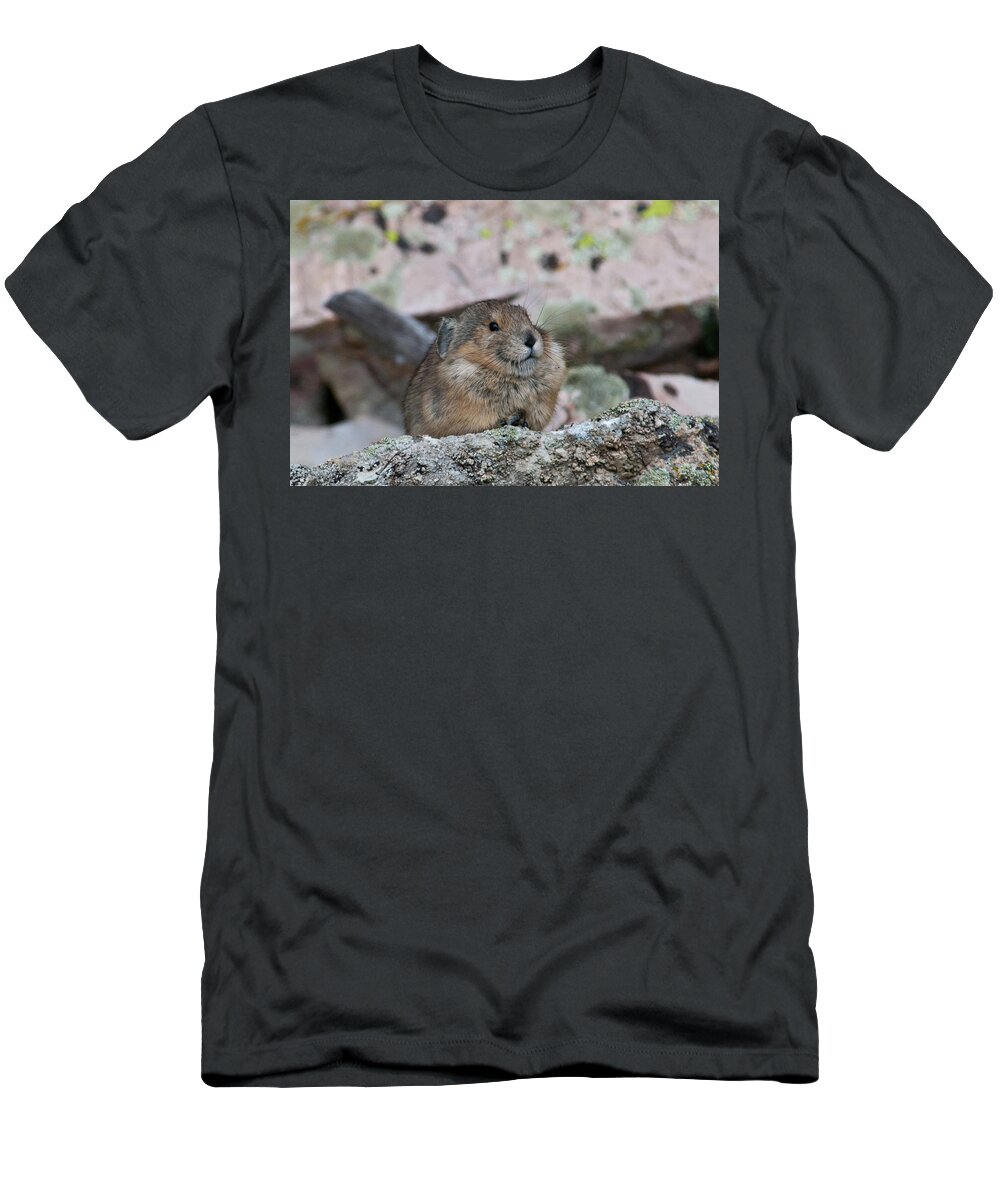 Pika T-Shirt featuring the photograph Pika on the Lookout by Cascade Colors