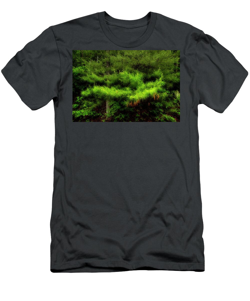 Pine Tree T-Shirt featuring the photograph Pine by Mike Eingle