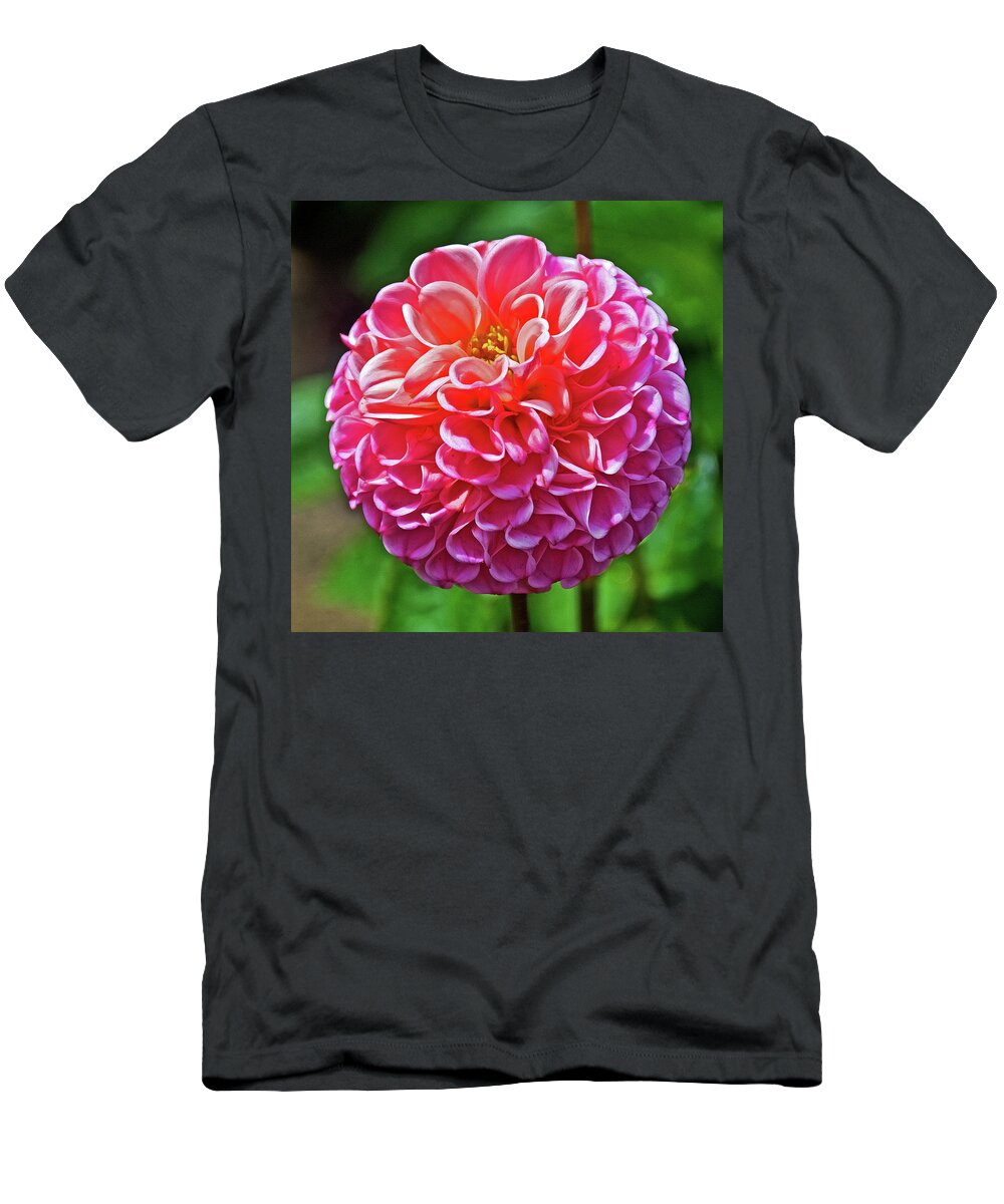 Pink Dahlia In Golden Gate Park In San Francisco T-Shirt featuring the photograph Pink Dahlia in Golden Gate Park in San Francisco, California by Ruth Hager