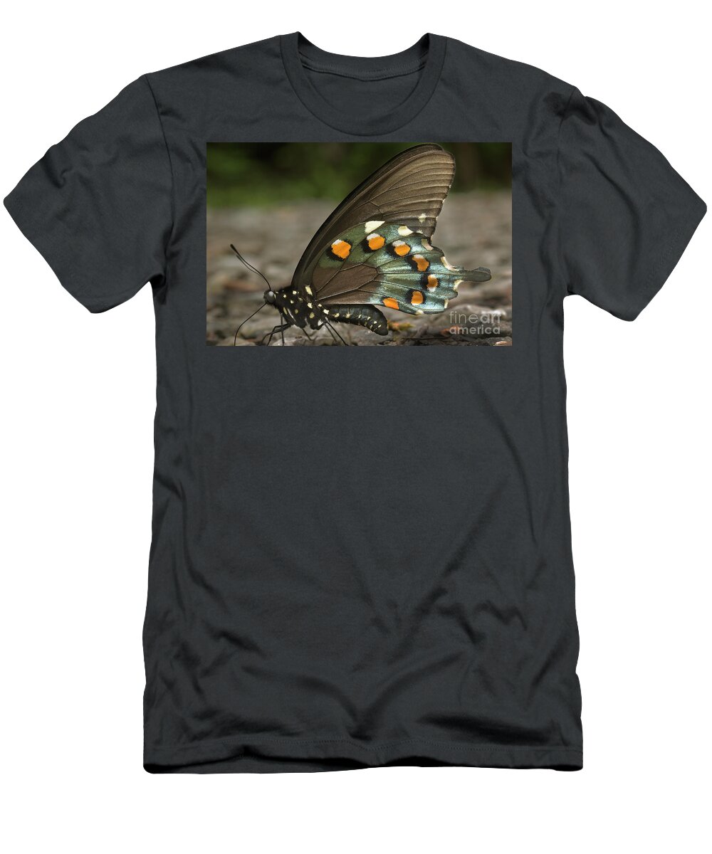 Butterfly T-Shirt featuring the photograph Pipevine Swallowtail by Mike Eingle