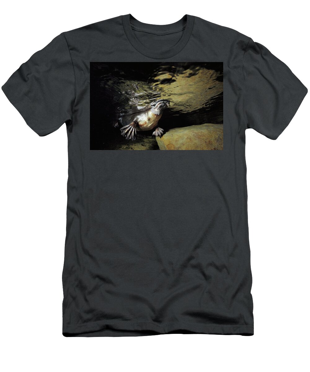 David Parer-cook T-Shirt featuring the photograph Platypus Surfacing by David Parer and Elizabeth Parer-Cook
