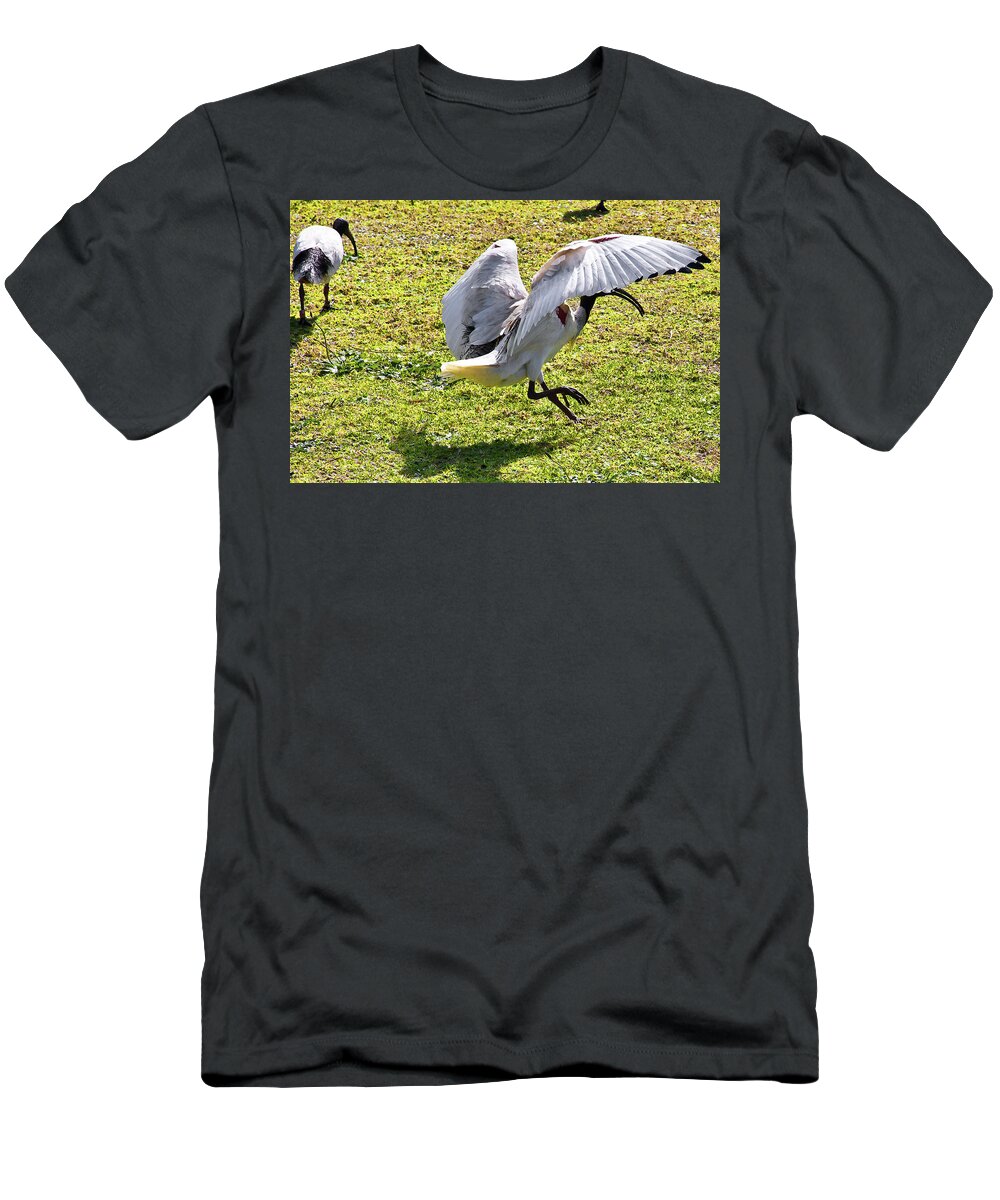 White Ibis T-Shirt featuring the photograph Polka Dance Of White Ibis by Miroslava Jurcik