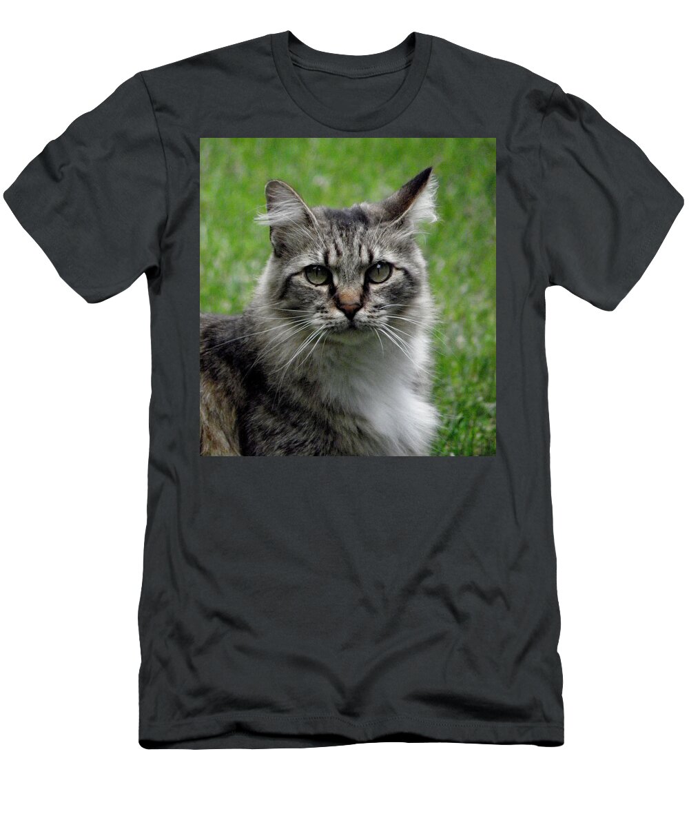 Cat T-Shirt featuring the photograph Pretty Kitty by Kim Galluzzo
