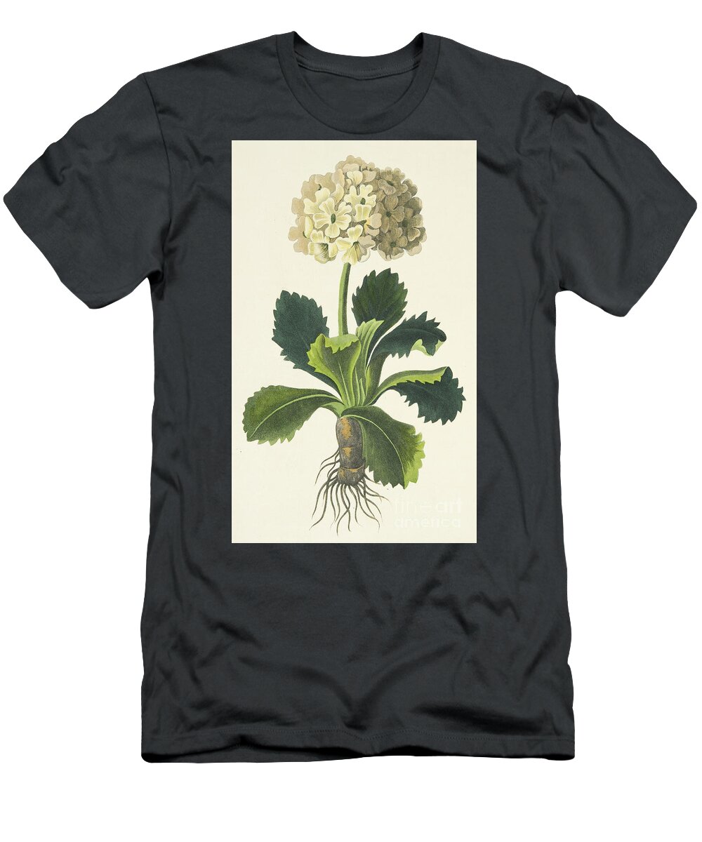 Auricula T-Shirt featuring the painting Primula auricula by Margaret Roscoe