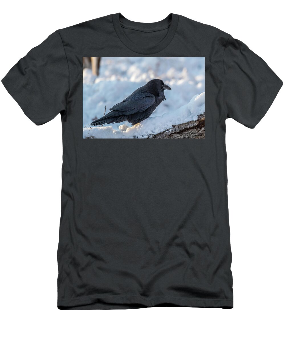 Raven T-Shirt featuring the photograph Raven by Paul Freidlund