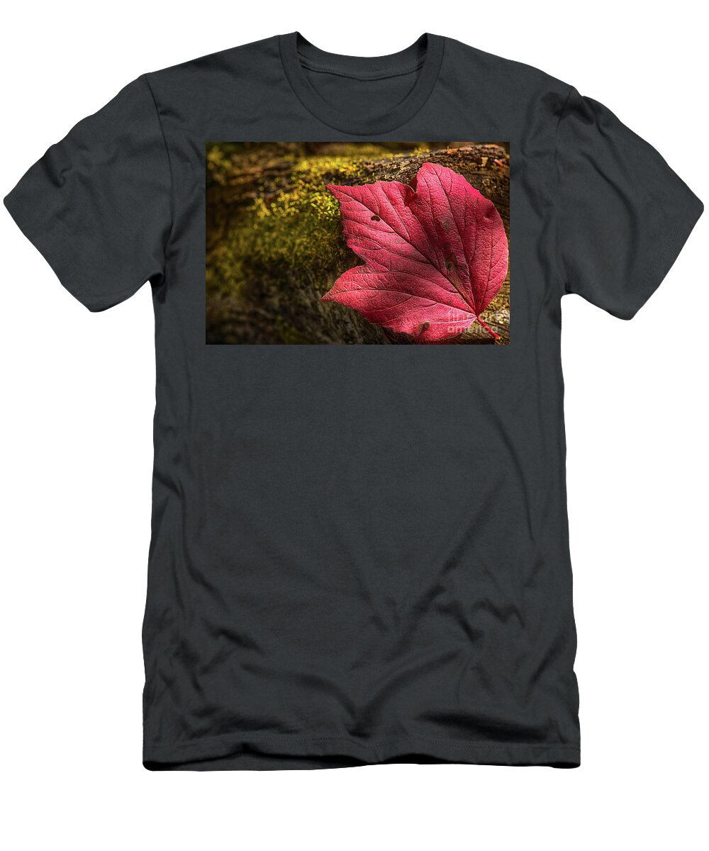 Canada T-Shirt featuring the photograph Red Autumn Leaf by Ian McGregor