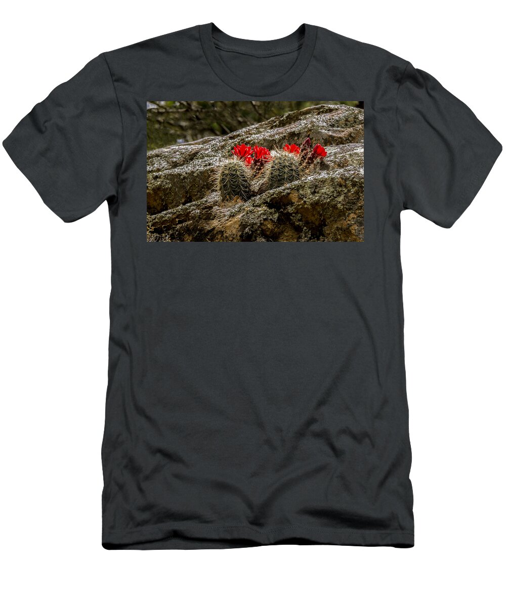 Garden T-Shirt featuring the photograph Red Cactus Temptation by Jean Noren