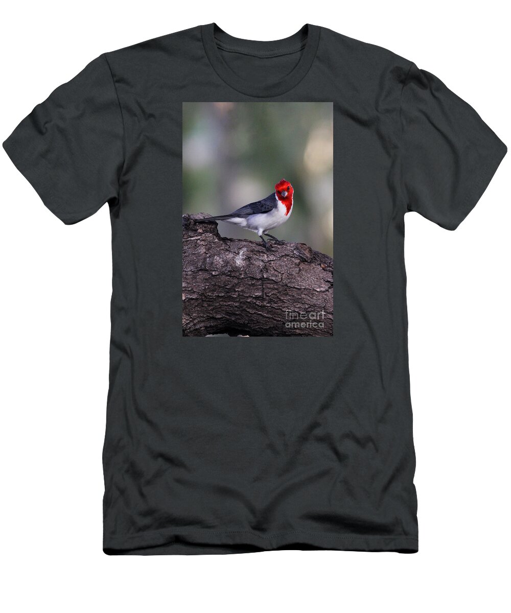 Bird T-Shirt featuring the photograph Red Crested Posing by Jennifer Robin