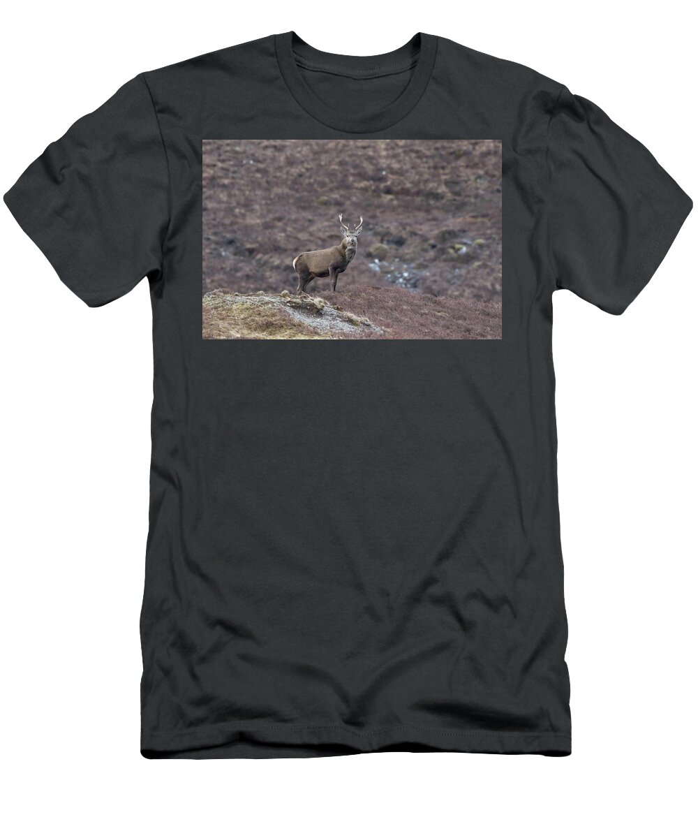 Red T-Shirt featuring the photograph Red Deer On Lookout by Pete Walkden