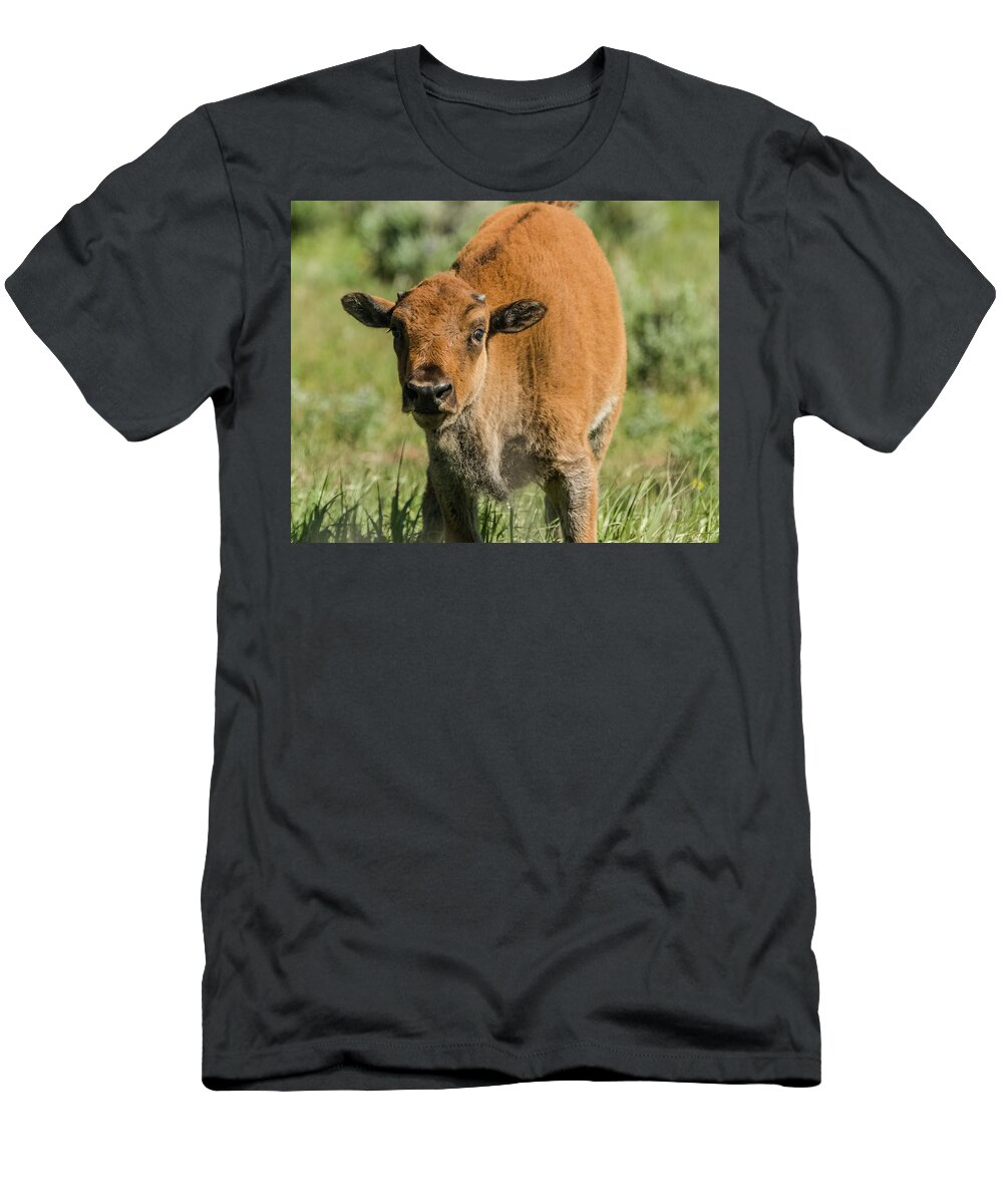 Grand Teton National Park T-Shirt featuring the photograph Red Dog Bison Calf by Yeates Photography