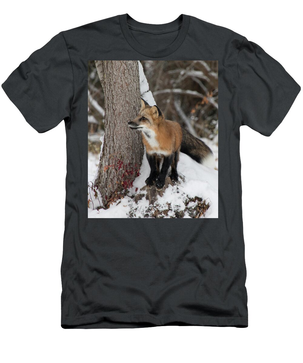 Animal T-Shirt featuring the photograph Red Fox 9466 by Teresa Wilson
