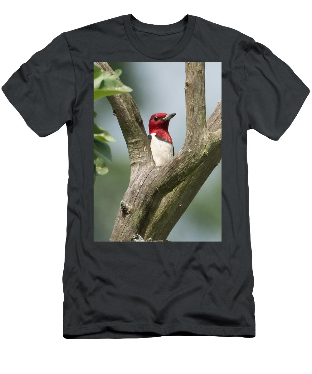Red-headed Woodpecker T-Shirt featuring the photograph Red-Headed Woodpecker by Holden The Moment