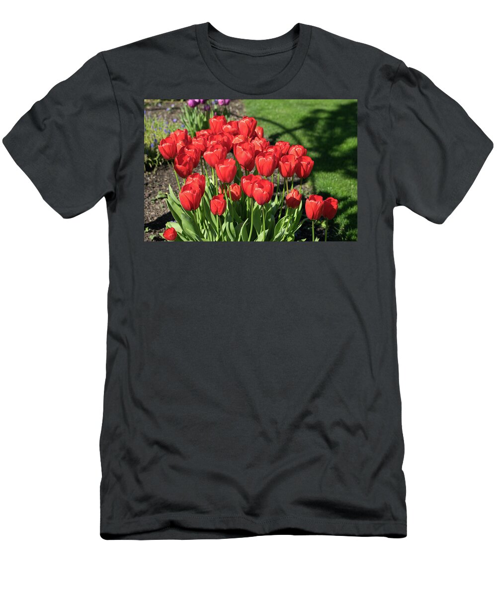 Red; Tulips; Springtime; Flowers; Bouquet; Skagit County; Spring; Farm; Fertile; Crops; Agriculture; Mt Vernon; Farmland; Plant; Grow; Cultivate; Harvest; Rural; Beauty; Washington; Skagit County T-Shirt featuring the photograph Red Royalty by Tom Cochran