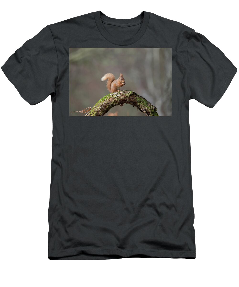 Red T-Shirt featuring the photograph Red Squirrel Eating A Hazelnut by Pete Walkden