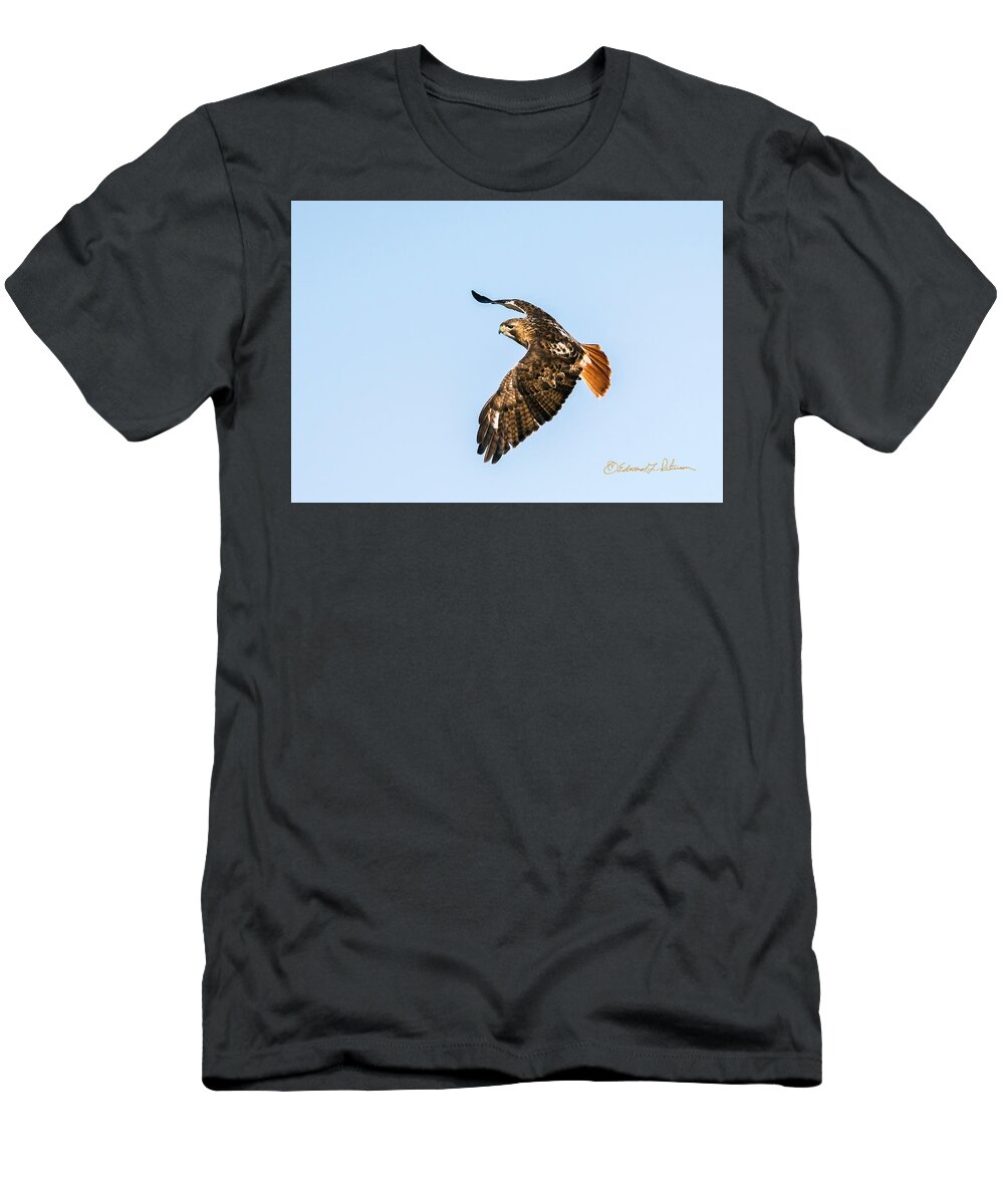 Red-tailed Hawk T-Shirt featuring the photograph Red-tail Hawk In Flight by Ed Peterson