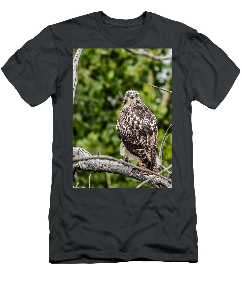 Animals T-Shirt featuring the photograph Red-tailed Hawk Light Morph by Dawn Key