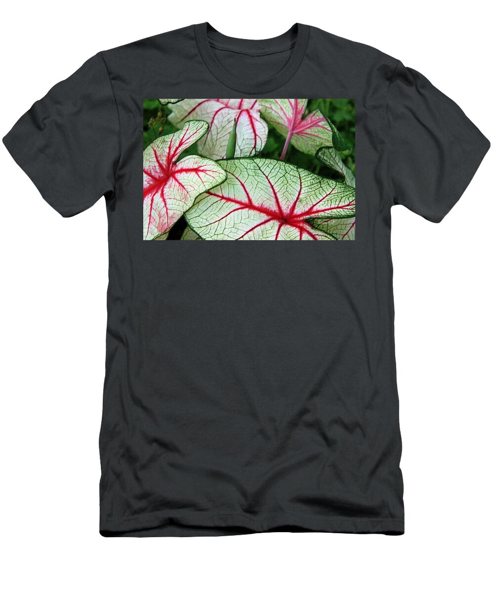 Caladium T-Shirt featuring the photograph Red White and Green by Suzanne Gaff