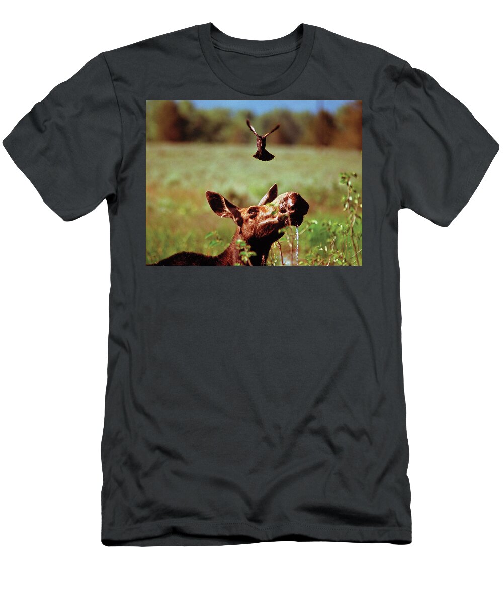 Moose T-Shirt featuring the photograph Red-Winged Blackbird Attacking Moose by Ted Keller
