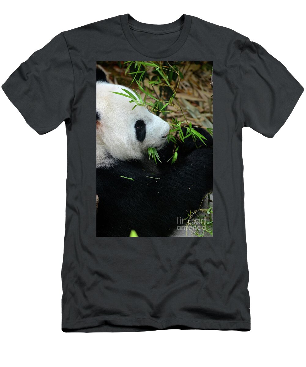 Panda T-Shirt featuring the photograph Relaxed Panda bear eats with green leaves in mouth by Imran Ahmed