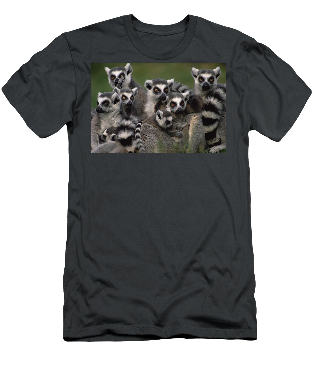 Mp T-Shirt featuring the photograph Ring-tailed Lemur Lemur Catta Group by Gerry Ellis