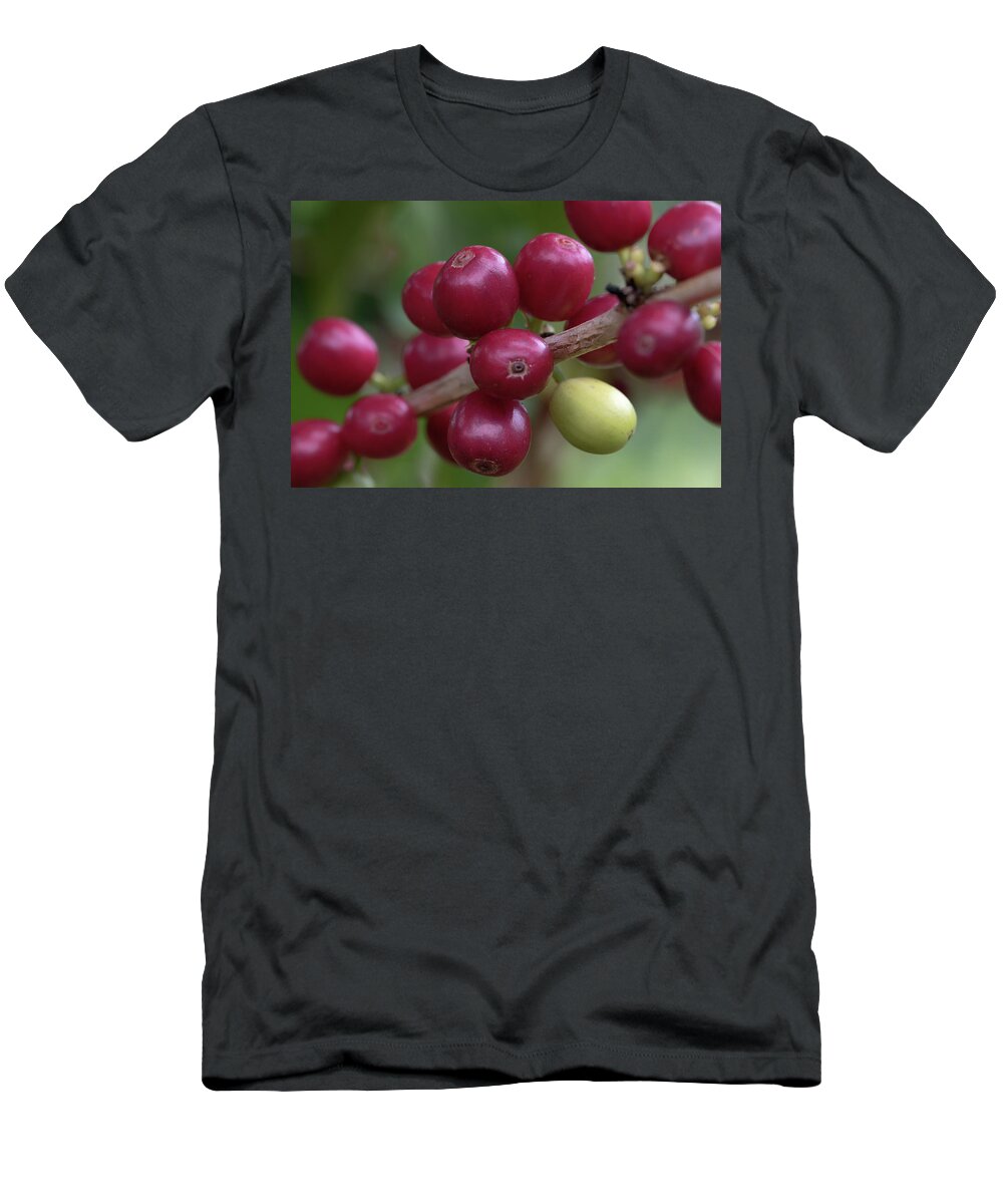 Kona Coffee Cherries T-Shirt featuring the photograph Ripe Kona Coffee Cherries by Susan Rissi Tregoning