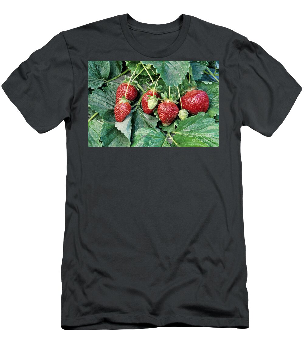 Strawberries T-Shirt featuring the photograph Ripe Strawberries by Inga Spence