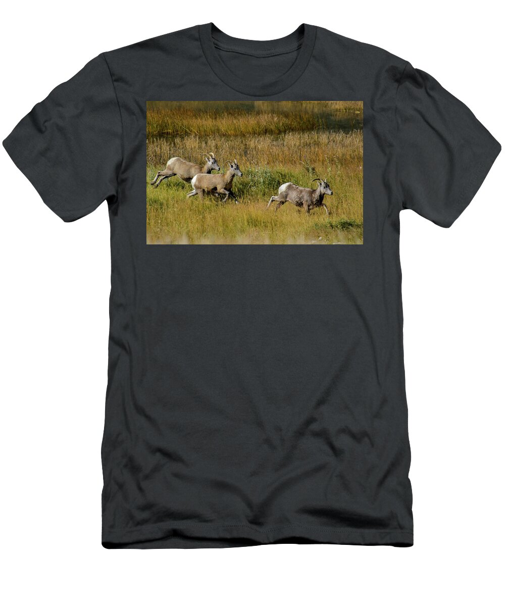 Big Horn Sheep T-Shirt featuring the photograph Rocky Mountain Goats 7410 by Donald Brown