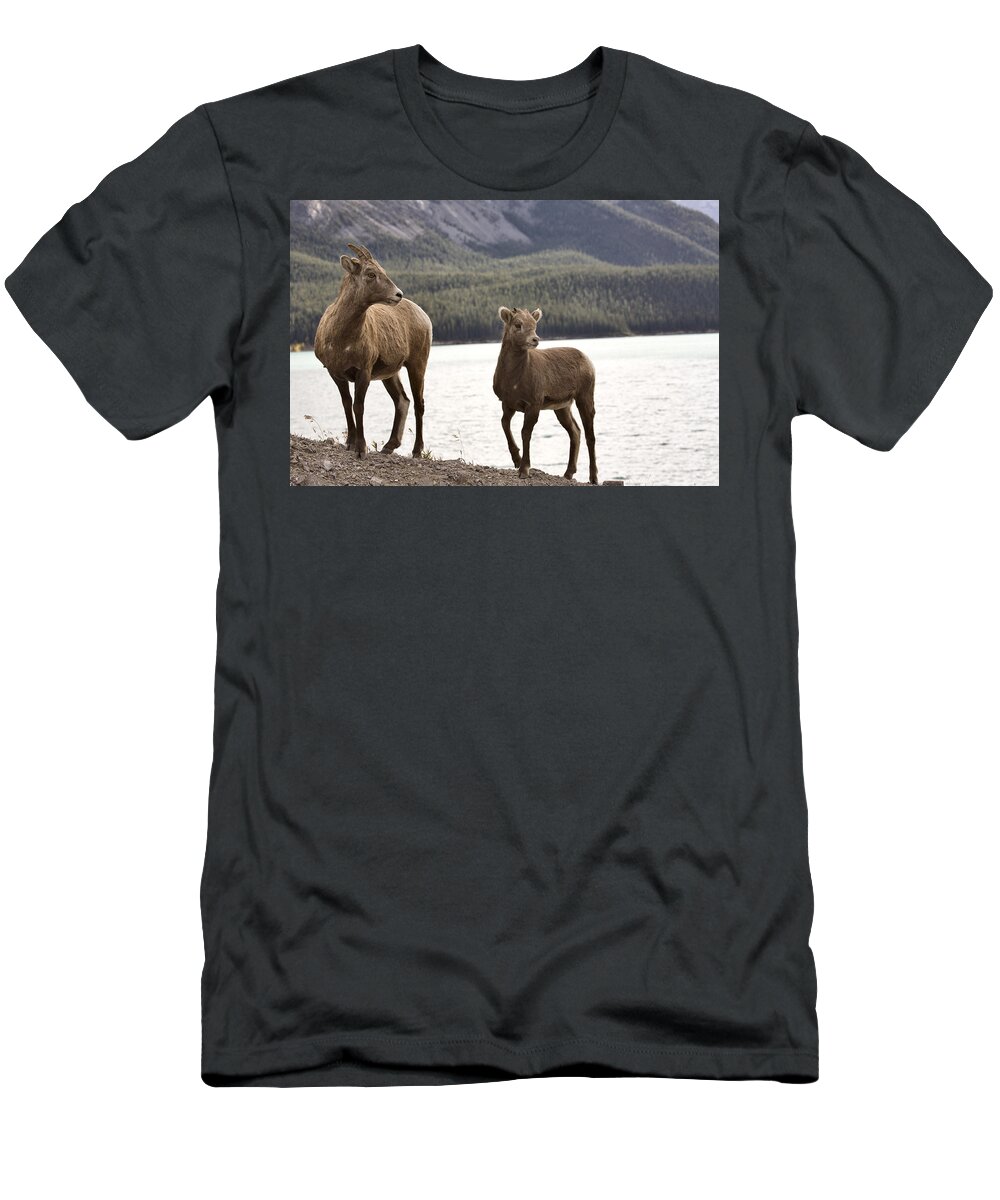 Sheep T-Shirt featuring the digital art Rocky Mountain Sheep by Mark Duffy