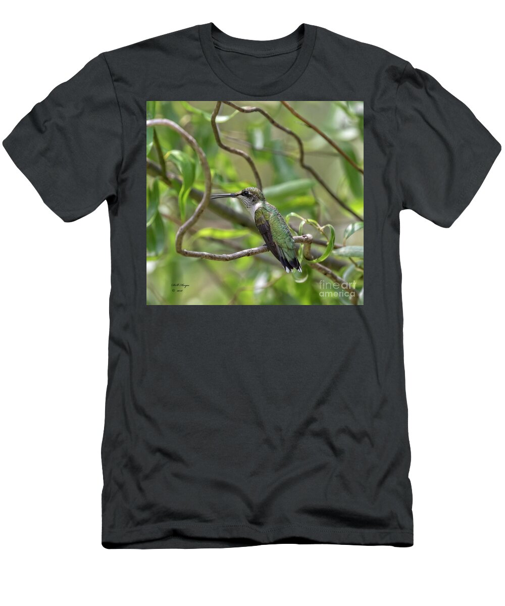 Hummingbirds T-Shirt featuring the photograph Ruby-Throated Hummingbird - Female by DB Hayes