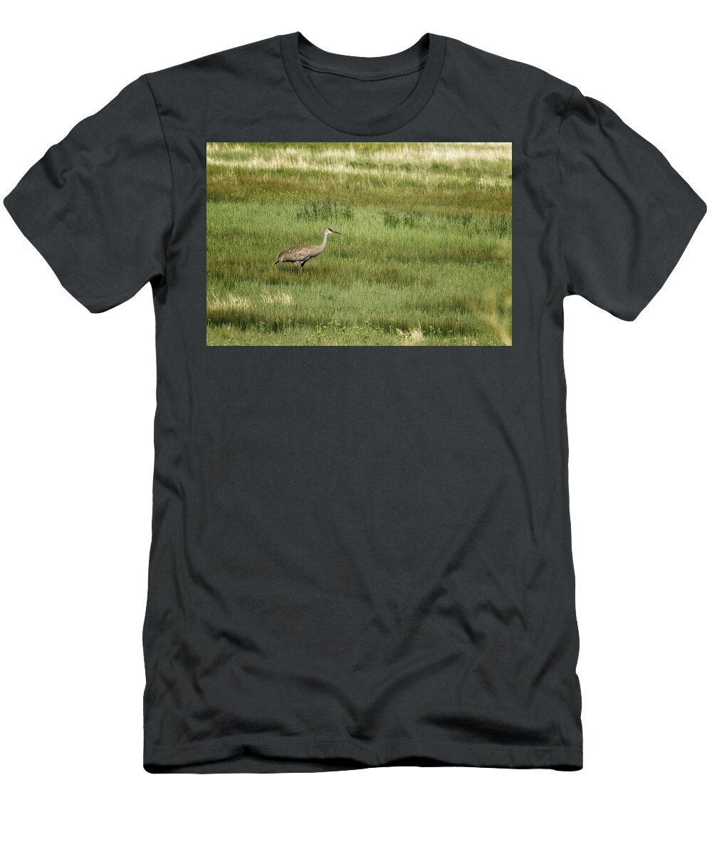 Sandhill Crane T-Shirt featuring the photograph Sandhill Crane in a Field of Greens and Yellows, No. 1 by Belinda Greb