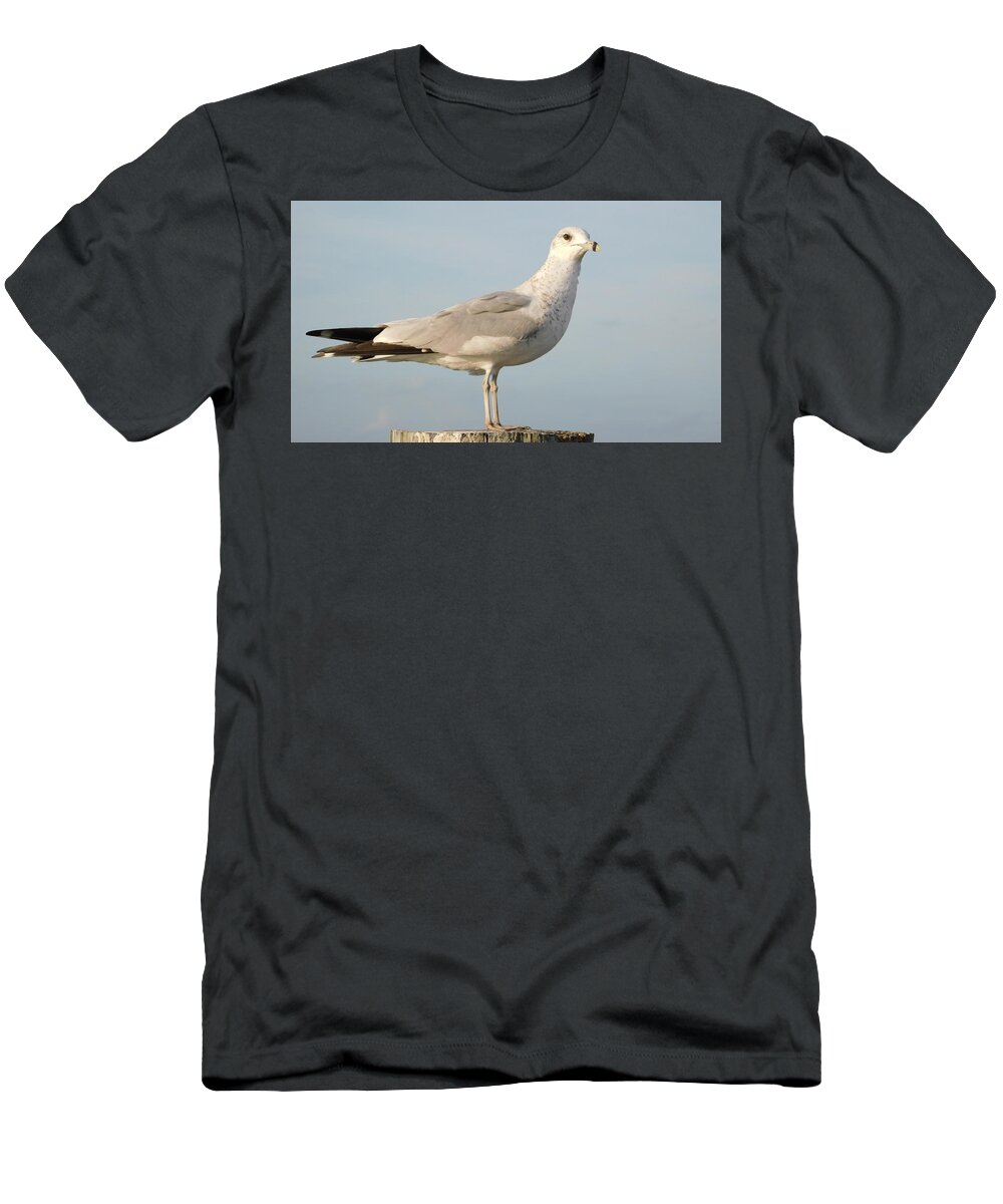 Seagull T-Shirt featuring the photograph Seagull by Vicki Lewis