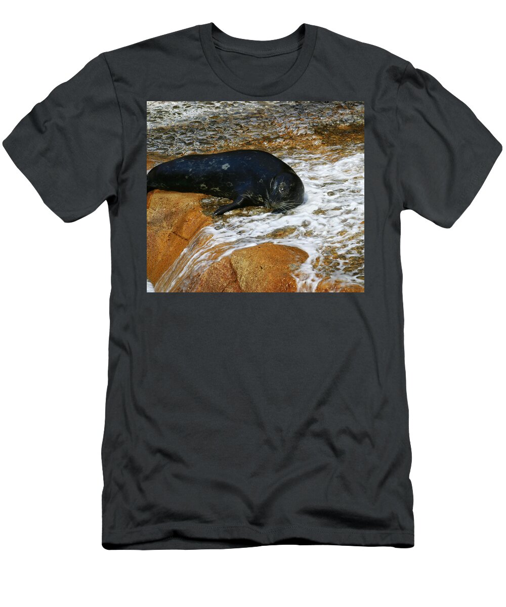 Seal T-Shirt featuring the photograph Seal by Anthony Jones